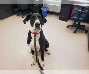 Great Dane Dogs for adoption in Bowling Green, OH, USA