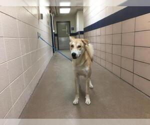 Siberian Husky-Unknown Mix Dogs for adoption in Fort Wayne, IN, USA