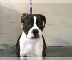 Bullboxer Pit Dogs for adoption in pomona, CA, USA