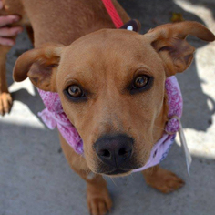Chi-Corgi Dogs for adoption in San Diego, CA, USA