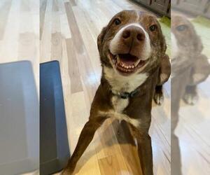 Border-Aussie Dogs for adoption in Aurora, CO, USA
