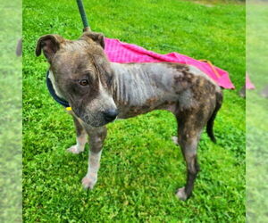 American Pit Bull Terrier Dogs for adoption in Long Beach, CA, USA