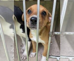 Mutt Dogs for adoption in Oklahoma City, OK, USA