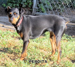 Miniature Pinscher Dogs for adoption in Lindsay, CA, USA