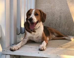 English Foxhound Dogs for adoption in Temecula, CA, USA