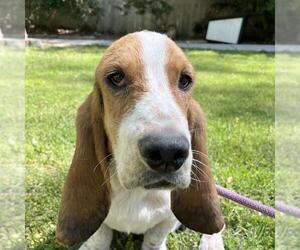 Basset Hound-Unknown Mix Dogs for adoption in Yardley, PA, USA