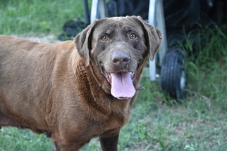 Labrador Retriever Dogs for adoption in Jarrell, TX, USA