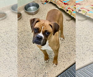 Boxer Dogs for adoption in Austin, TX, USA