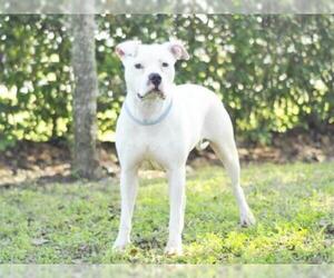Bulloxer Dogs for adoption in Tavares, FL, USA