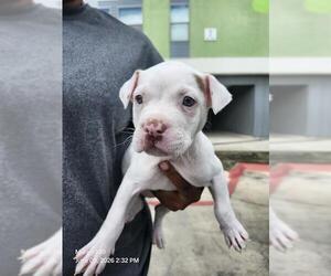 American Staffordshire Terrier-Unknown Mix Dogs for adoption in San Antonio, TX, USA