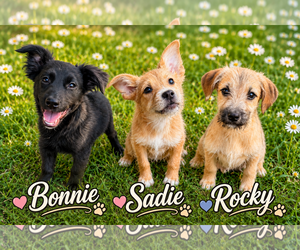 Mutt Dogs for adoption in Princeton, British Columbia, Canada