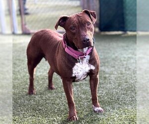American Pit Bull Terrier-Unknown Mix Dogs for adoption in Edmond, OK, USA