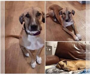 Black Mouth Cur-Unknown Mix Dogs for adoption in Sebring, FL, USA