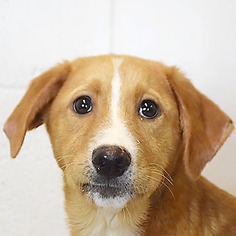 Medium Photo #1 Golden Retriever-Unknown Mix Puppy For Sale in Huntley, IL, USA