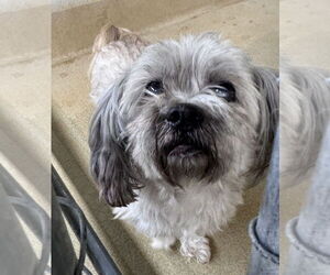 Shih Tzu Dogs for adoption in Petaluma, CA, USA