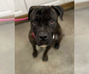 Bulloxer Dogs for adoption in Forestville, MD, USA