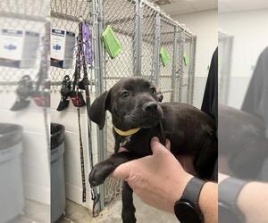 Labrador Retriever-Unknown Mix Dogs for adoption in Rosenberg, TX, USA