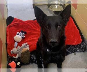German Shepherd Dog Dogs for adoption in Redwood City, CA, USA