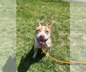American Pit Bull Terrier-Unknown Mix Dogs for adoption in Louisville, KY, USA