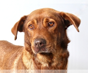 Chesapeake Bay Retriever Dogs for adoption in West Hollywood, CA, USA