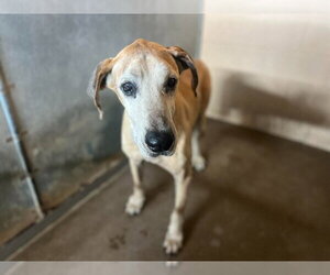 Great Dane Dogs for adoption in Bullard, TX, USA