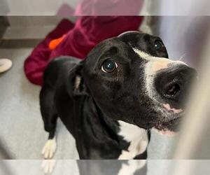 Pointer-Unknown Mix Dogs for adoption in Orange, CA, USA