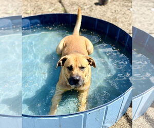 Medium Photo #2 Black Mouth Cur Puppy For Sale in Waldron, AR, USA