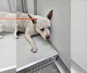 Mutt Dogs for adoption in Temple, TX, USA