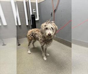 Poodle (Standard)-Unknown Mix Dogs for adoption in Las Vegas, NV, USA