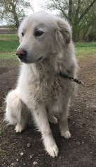 Great Pyrenees Dogs for adoption in Fargo, ND, USA