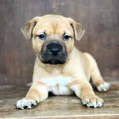 Medium Photo #1 Mastiff Puppy For Sale in Fredericksburg, TX, USA