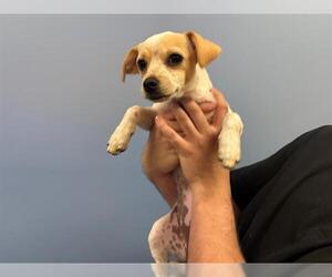 Chihuahua-Unknown Mix Dogs for adoption in Orange, CA, USA