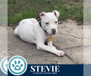 American Pit Bull Terrier-Unknown Mix Dogs for adoption in Kimberton, PA, USA