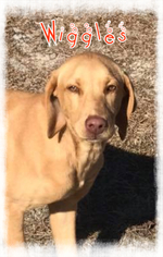 Labrador Retriever Dogs for adoption in Limerick, ME, USA