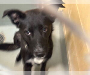 German Shepherd Dog-Unknown Mix Dogs for adoption in Tulsa, OK, USA