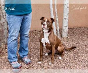 American Pit Bull Terrier Dogs for adoption in Santa Fe, NM, USA