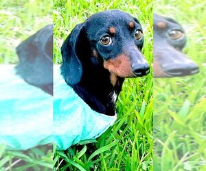 Dachshund Dogs for adoption in Gulfport, MI, USA