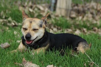 Chihuahua-Unknown Mix Dogs for adoption in Eldora, IA, USA