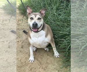 Mutt Dogs for adoption in Jackson, MS, USA