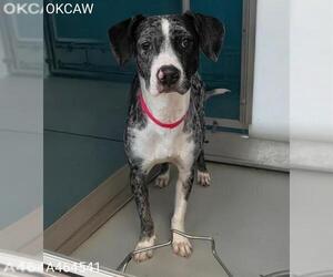 Catahoula Leopard Dog Dogs for adoption in Oklahoma City, OK, USA