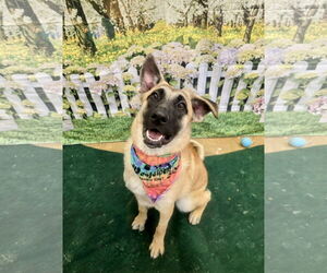 Mutt Dogs for adoption in Rockaway, NJ, USA