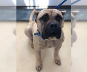 Mastiff Dogs for adoption in Fayetteville, NC, USA