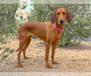 Redbone Coonhound Dogs for adoption in PIPE CREEK, TX, USA