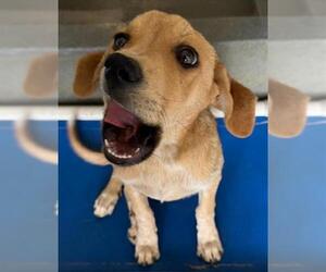 Labrador Retriever-Unknown Mix Dogs for adoption in San Antonio, TX, USA