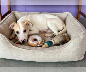 Labrador Retriever-Unknown Mix Dogs for adoption in Genesee, WI, USA