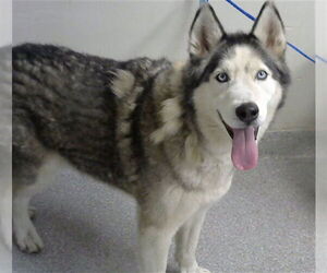 Siberian Husky Dogs for adoption in Pasadena, TX, USA