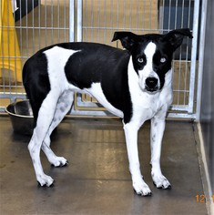 Borador Dogs for adoption in San Jacinto, CA, USA