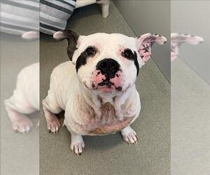 American Pit Bull Terrier Dogs for adoption in Fayetteville, NC, USA
