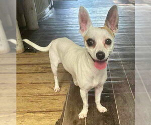 Rat-Cha Dogs for adoption in Princeton, MN, USA