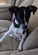 Jack-Rat Terrier Dogs for adoption in Moorpark, CA, USA